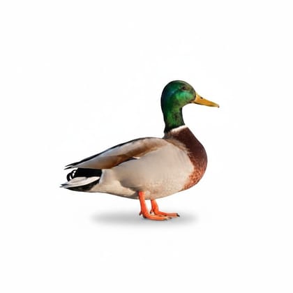 Fresh Duck Meat - 1 kg - One whole duck