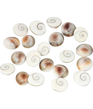 Gomati chakra original (12 Piece) 100% Natural & Real Gomti Chakra from Gomti River