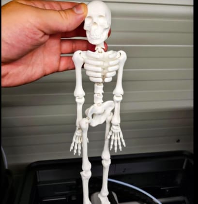 3D Printed Articulated Flexi Skeleton Model | Poseable Anatomical Figure Toy | Flexible Joints | Desk Decor, Study Aid & Educational Display