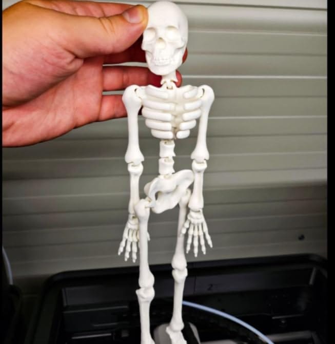 3D Printed Articulated Flexi Skeleton Model | Poseable Anatomical Figure Toy | Flexible Joints | Desk Decor, Study Aid & Educational Display