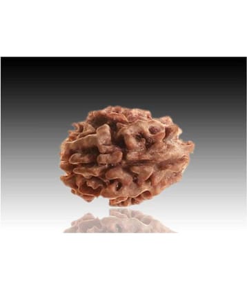 2 faced Rudraksha 100% original Lab certified 2 face mukhi Nepali beads / Divine Almighty Genuine Rudraksha by RUDRA DIVINE / guaranty of Originality