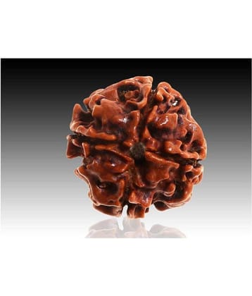 4 faced Rudraksha 100% original Lab certified 4 face mukhi Nepali beads / Almighty Genuine Rudraksha by RUDRA DIVINE / guaranty of Originality
