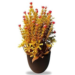 De Gardenia Artificial Bonsai Plant with Black Pot | Decorative Tabletop Accessory for Home Office Bedroom Balcony and Living Room | Realistic Faux Plant | 12 Inches Tall | Natural Look (1 Red)