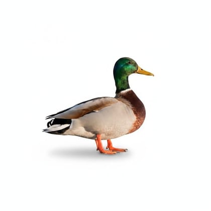 Fresh Whole Duck - 1 kg - One whole duck