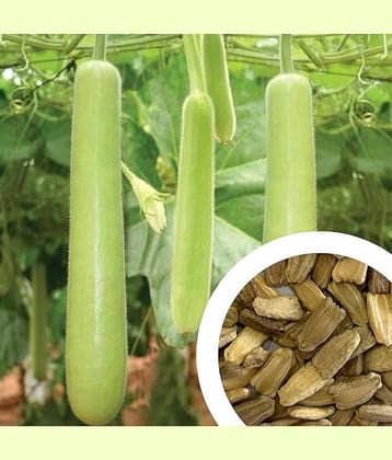 Aero Seeds Bottle Gourd Vegetable ( 30 Seeds )