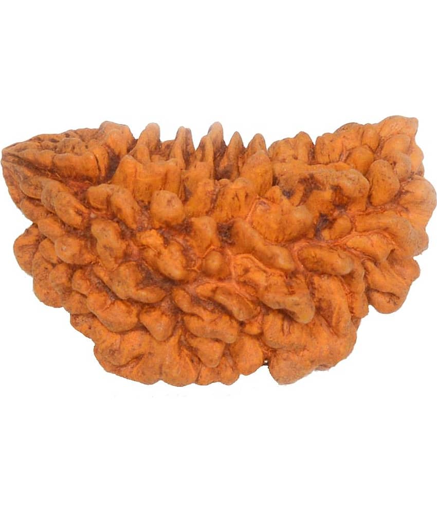 GCMR Brown 1 Mukhi Rudraksha