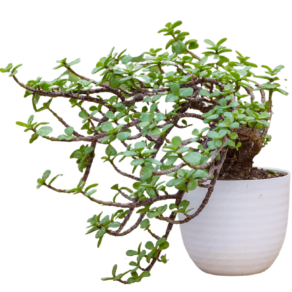 Birthright || Jade || Plant