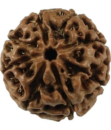 Rashi Ratan Bhagya 8 Mukhi Indonesia 8 Face Rudraksha