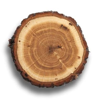 Natural Rustic Wooden Decorative Slice