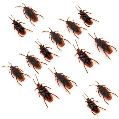 Fake Cockroaches 2.5 inches - 12PC Fake Cockroaches 2.5 inches - 12PC