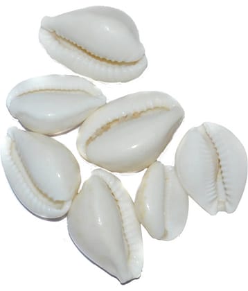 Aksaya Marketing Marble White Kodi Shell - Pack of 7