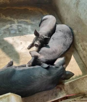 Black Pig - 10 kg - Thirty live pigs