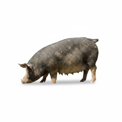 Live Swine - 50 kg - 10 units of live swine