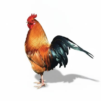 Fresh Poultry Chicken Meat - 1 kg - One pack of raw chicken meat