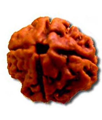 Shiva & Smriti 4 Mukhi Rudraksha