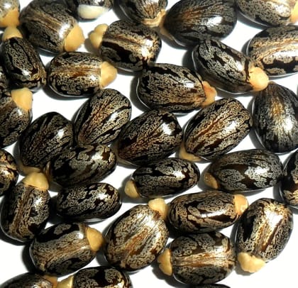 CASTOR/ERANDI OIL 50g