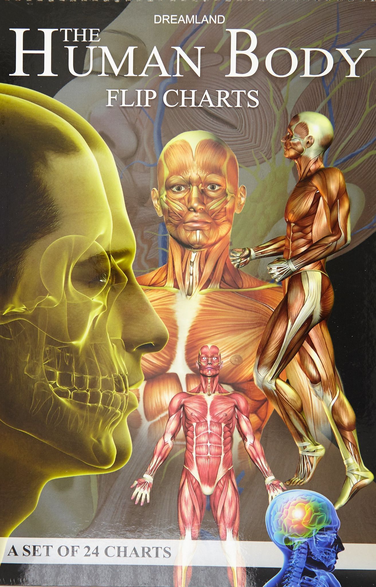 The Human Body Flip Charts [Hardcover] NA