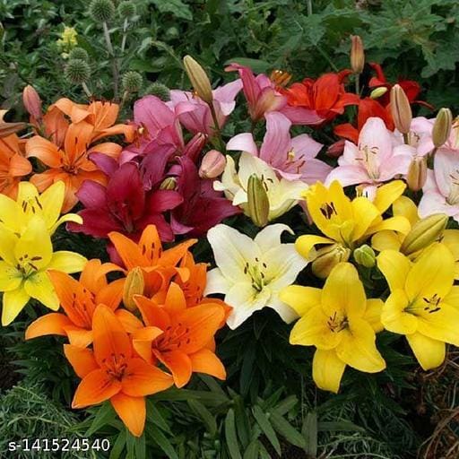 Andhagnai greens asiatic lily flower bulbs multicolor pack of 5 bulbs