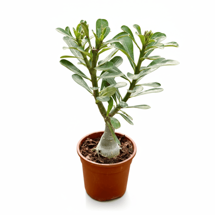 Adenium Grafted (any color) in 6 Inch Grow Planter Adenium Grafted (any color) in 6 Inch Grow Planter