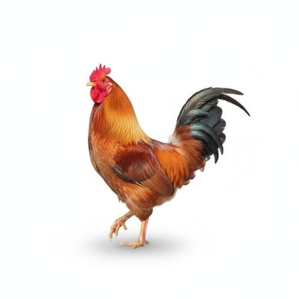 Fresh Whole Chicken - 1 kg - One whole chicken