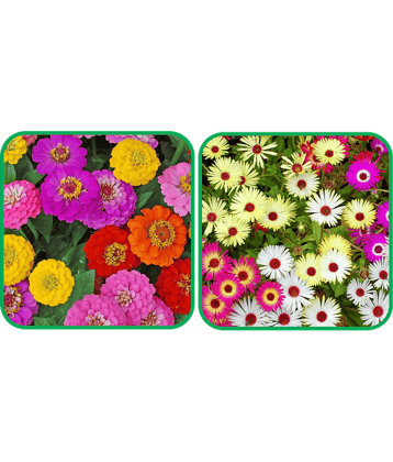 Aero Seeds Ice Flower Mix Color (50 Seeds) (50 Seeds)And Zinnia Mix Color (50 Seeds)Flower Seeds Pack