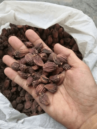 Cardamom  - 100 gm - Pack of One