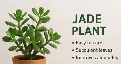 Positive Jade Plant
