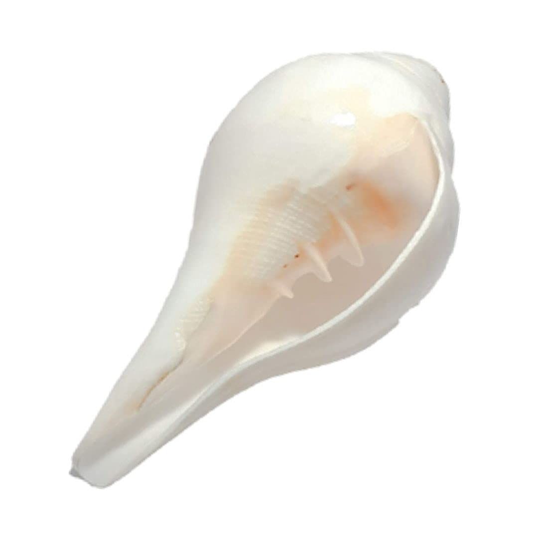 MAYAPURI Puja Shankh | Blowing Shankha for Pooja Original, Size: 6 inches (Pack of 1)