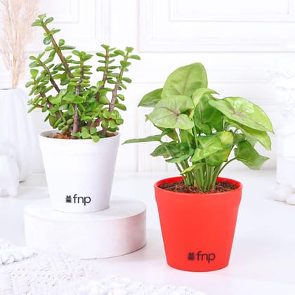 Syngonium Jade Plant Set