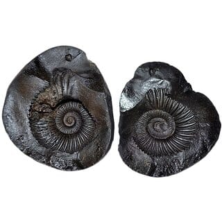 KESAR ZEMS Natural With Energised Laxmi Narayan Shaligram A Holy Stone For worship/ Home, Office Decoration, Color- Blac