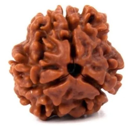 Raviour Rudraksha 100% Natural and Original Rare Teen 3 Mukhi Rudraksha Three Face Rudraksha Sinks in Water with Lab Test Certificate