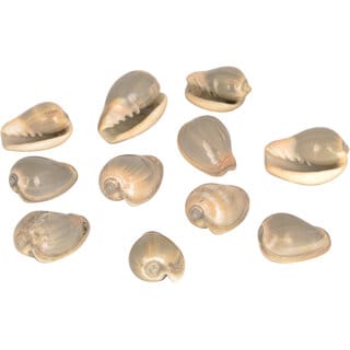 KESAR ZEMS Natural GREY COWRIE/Shankhu SEASHELL Stone Kaudi/Kodi/Cowry /Small Shankhu For Art And Crafts/Table Decoratio