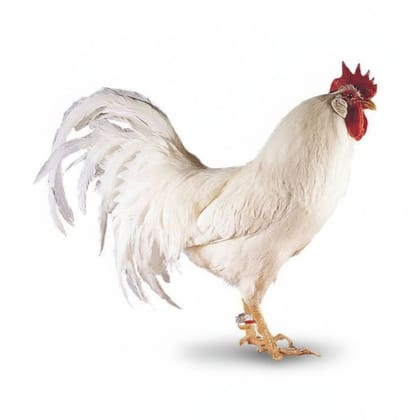 Fresh Whole Chicken - 1 kg - One whole chicken