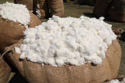 Raw Cotton Fiber - 10 kg - One burlap sack of raw cotton