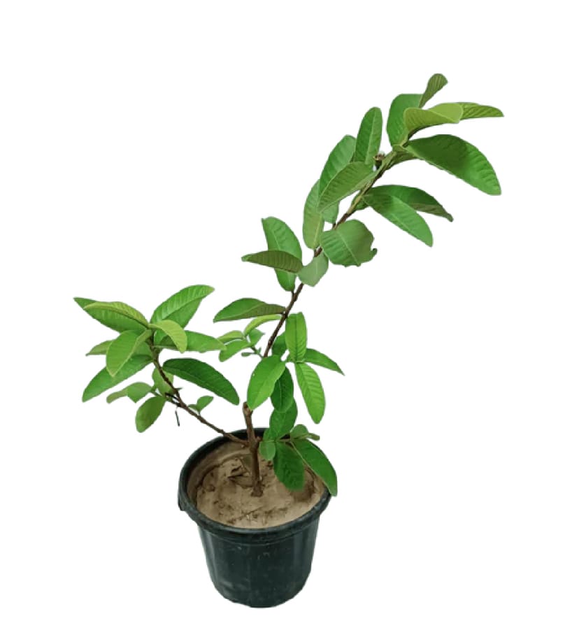 Guava plant (Hisar Safeda) - high quality grafted fruit sapling 