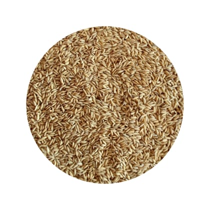 NSC PADDY MTU 1001 TRUTHFULLY LABELLED SEED BAG10 Kg NSC PADDY MTU 1001 TRUTHFULLY LABELLED SEED BAG10 Kg