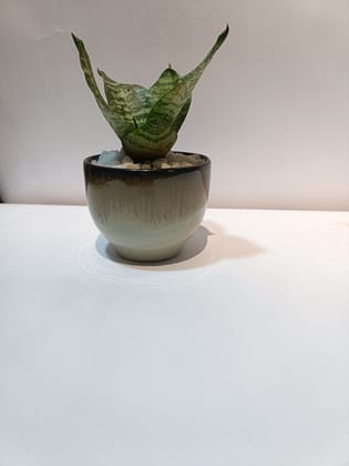 Small Snake Plant in Ceramic Pot Small Snake Plant in Ceramic Pot