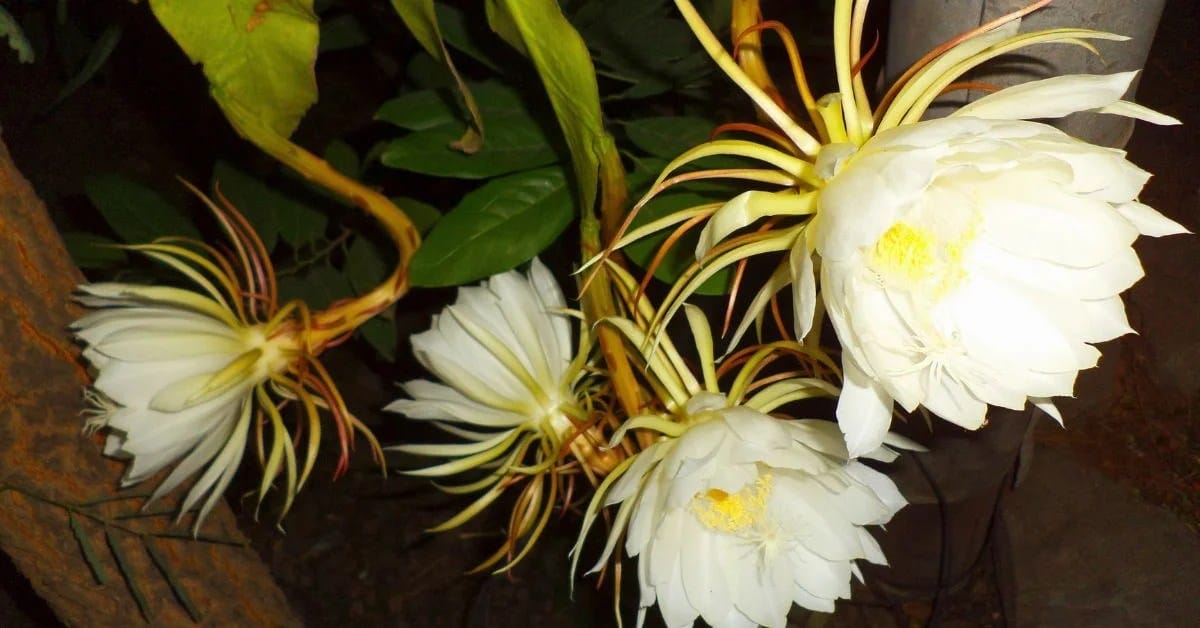 BRAMHA KAMALA STEM