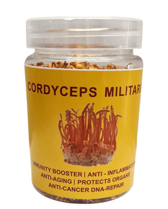 Cordyceps Militaris (Dried Whole body) (pack of 3)
