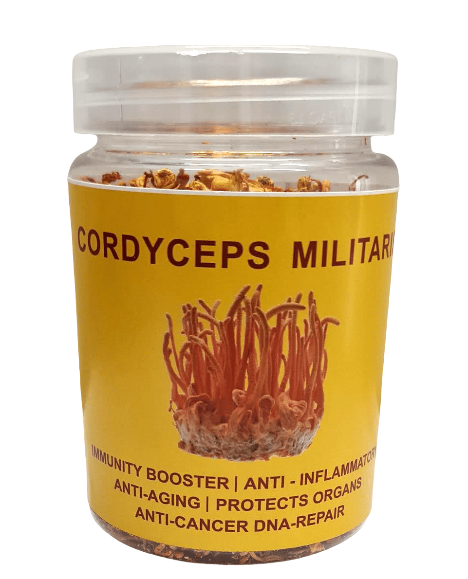 Cordyceps Militaris (Dried Whole body)