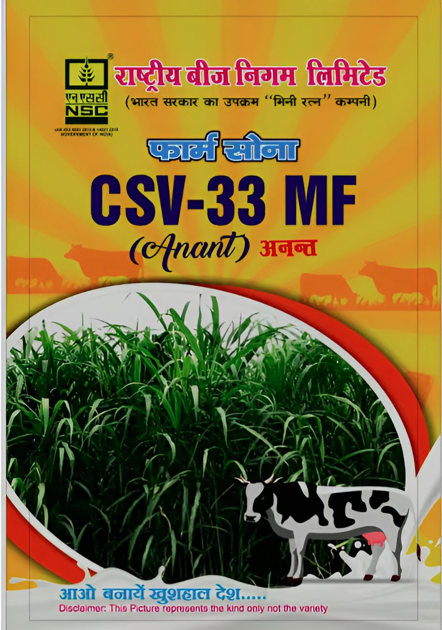 NSC FODDER SORGHUM CSV-33 MF TL -1 KG
