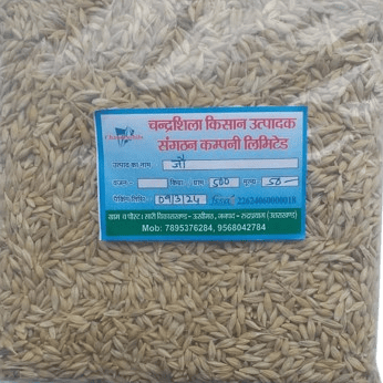 Barley Grain - Wholesome & Nutritious
