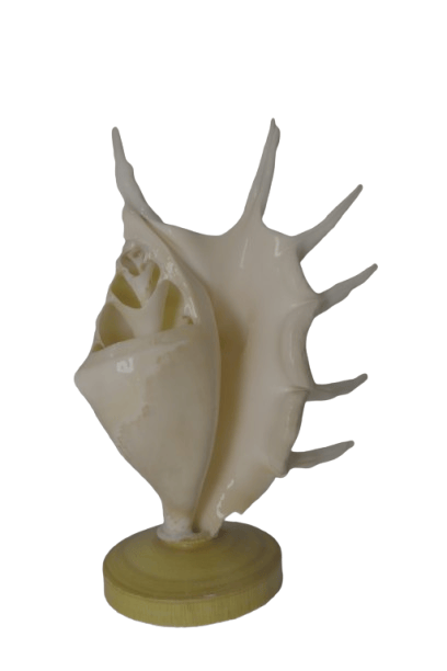 Exquisite Seashell Sculpture - Coastal Home Decor