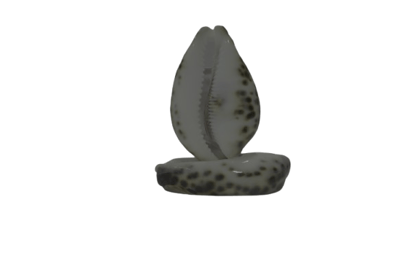 Elegant Sea Shell Duo - Natural Coastal Decor Elegant Sea Shell Duo - Natural Coastal Decor