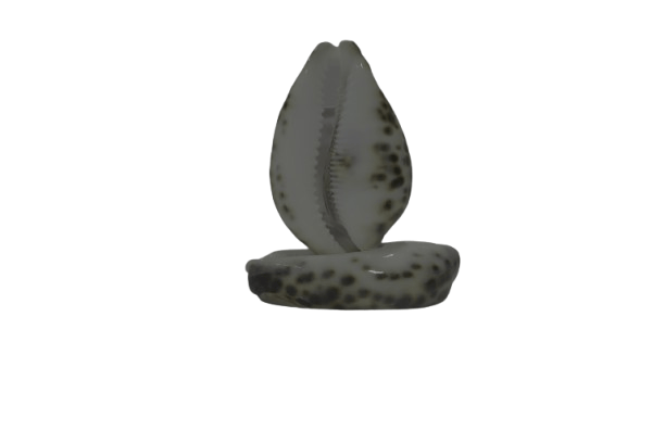 Elegant Sea Shell Duo - Natural Coastal Decor