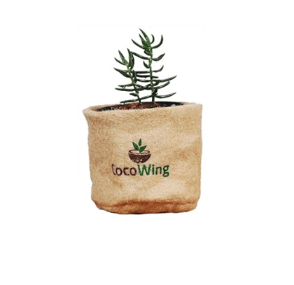 CocoWing Jute Grow Bag with a Live Succulent Plant- Maintenance Free Plant