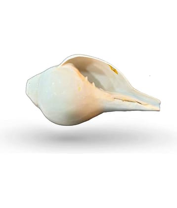 rudradivine - Coral Shankh (Pack of 1)