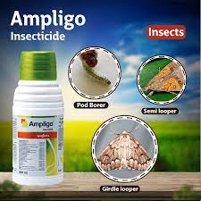 Ampligo 