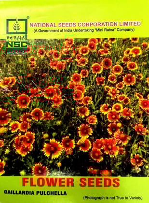 NSC FLOWER SEED -Vibrant Red & Yellow Gaillardia Pulchella- 5 gm