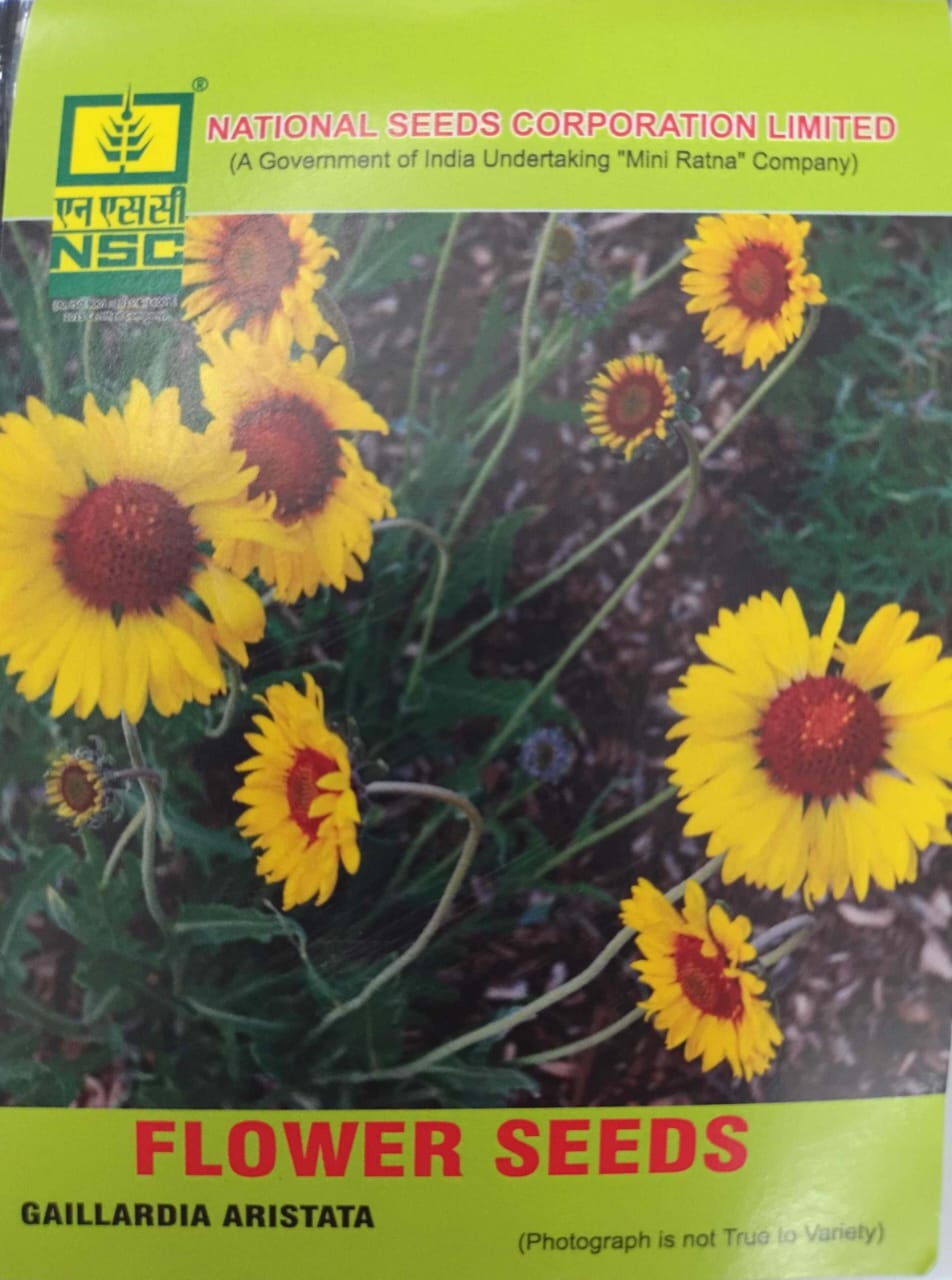 NSC FLOWER SEED -Vibrant Yellow Gaillardia Aristata Seed - 5 gm